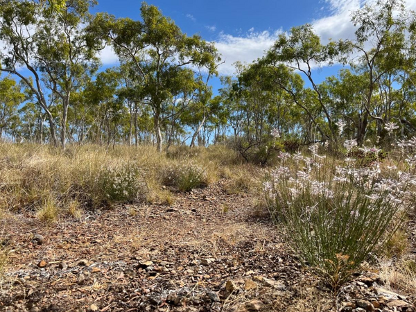 Möcüzəvi qayıdış: Nəslinin kəsildiyi zənn edilən bitki 58 il sonra yenidən tapıldı - <span class="color_red">FOTO</span>