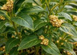 Saf qızıl istehsal edən bitki tapıldı: Hər evdə yetişdirilməsi mümkündürmü?