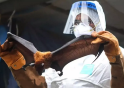 Yarasalardan yoluxur, 24 saat ərzində komaya salır - Heç bir əlaməti yoxdur - <span class="color_red">FOTO</span>