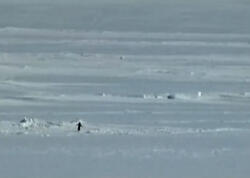 “Nihilist pinqvin” yenidən gündəm oldu - <span class="color_red">VİDEO</span>