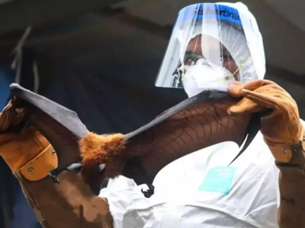 Yarasalardan yoluxur, 24 saat ərzində komaya salır - Heç bir əlaməti yoxdur - <span class="color_red">FOTO</span>