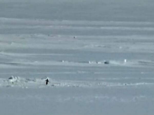 “Nihilist pinqvin” yenidən gündəm oldu - <span class="color_red">VİDEO</span>