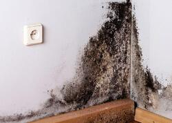 Divarlarımıza yapışan xəstəlik: Kif göbələyindən necə qurtulmalı?