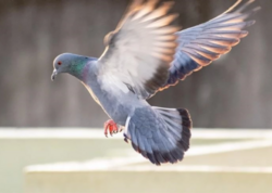 Göyərçin hara uçacağını necə bilir? - “Kompas” tapıldı