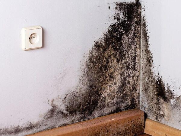 Divarlarımıza yapışan xəstəlik: Kif göbələyindən necə qurtulmalı?