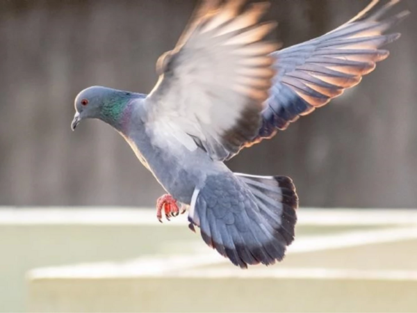 Göyərçin hara uçacağını necə bilir? - “Kompas” tapıldı