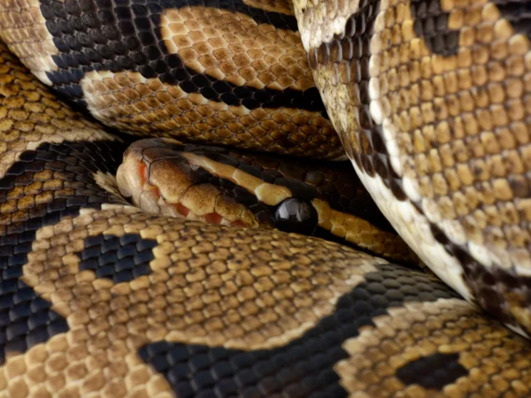 Minlərlə ilan qış yuxusundan ayıldı - Böyük fəlakət öncədən hiss edilib?