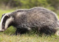 Porsuğu taxta ilə öldürüb ətini yeyən qazi CƏRİMƏLƏNDİ