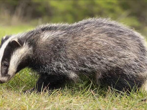 Porsuğu taxta ilə öldürüb ətini yeyən qazi CƏRİMƏLƏNDİ