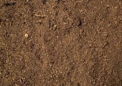 Elm dünyasında inqilab: Saniyədə 1000 dəfə dönərək elektrik istehsal edən canlı tapıldı