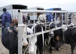 Daha bir heyvan bazarı açıldı