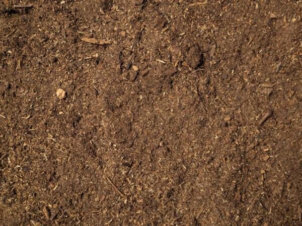 Elm dünyasında inqilab: Saniyədə 1000 dəfə dönərək elektrik istehsal edən canlı tapıldı