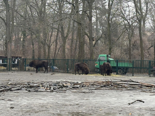 Almaniyadan Azərbaycana 18 zubr yola salınıb - <span class="color_red">FOTO</span>