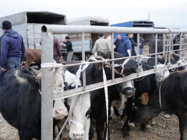 Daha bir heyvan bazarı açıldı