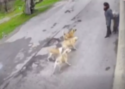 Bakıda küçə itləri ana və övladlarına hücum etdi - <span class="color_red">VİDEO</span>