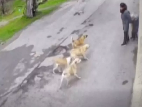 Bakıda küçə itləri ana və övladlarına hücum etdi - <span class="color_red">VİDEO</span>