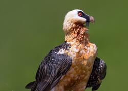 Azərbaycanda fotoqraf bu görüntülər üçün 3 gün MAĞARADA QALDI - <span class="color_red">VİDEO</span>