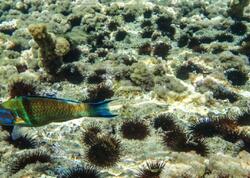 Dəniz kirpisi axtararkən 417 milyon manatlıq xəzinə tapdı