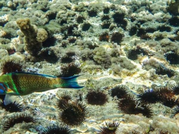 Dəniz kirpisi axtararkən 417 milyon manatlıq xəzinə tapdı