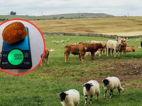 Azərbaycanda mal-qaranın içindəki daş 9000 min manata satılır - FOTO