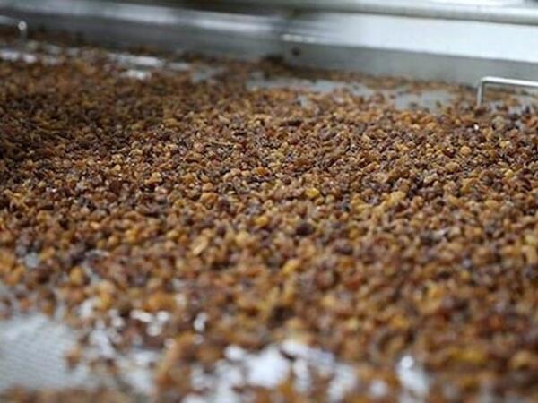 Yaponların güclü yaddaşının sirri: Azərbaycanda üzünə baxmırlar