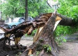 Bakıda küləyin fəsadları: İri ağaclar kökündən aşdı
