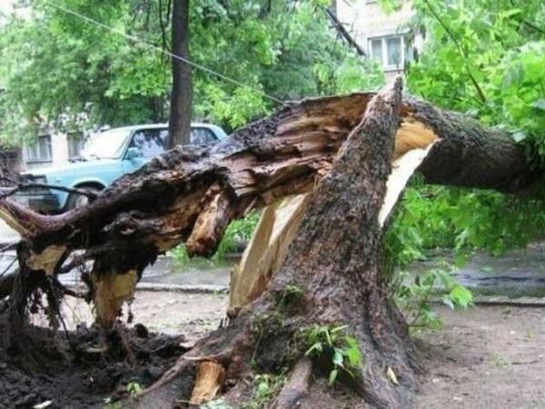 Bakıda küləyin fəsadları: İri ağaclar kökündən aşdı