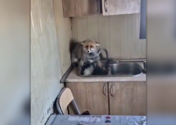 Şəmkirdə tülkü evə girdi - <span class="color_red">VİDEO</span>