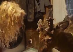 12 il baxdığı maral qadını parçalayıb öldürdü - <span class="color_red">VİDEO</span>