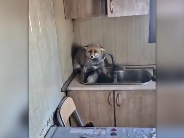 Şəmkirdə tülkü evə girdi - <span class="color_red">VİDEO</span>