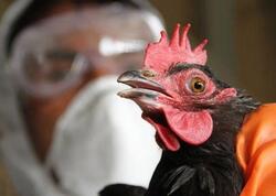 Qida Təhlükəsizliyi Agentliyindən quş qripi ilə bağlı VACİB XƏBƏR