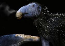 Çində tikanlı dinozavr qalıqları aşkar edilib - <span class="color_red">FOTO</span>