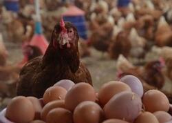 Toyuq ixracı dayandırıldı – Azərbaycanda qiymətlər DƏYİŞƏCƏK?