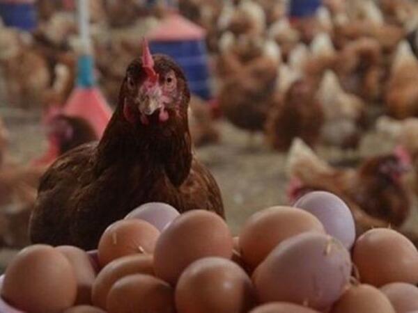 Toyuq ixracı dayandırıldı – Azərbaycanda qiymətlər DƏYİŞƏCƏK?