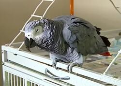 ABŞ-də tutuquşu qatilin tapılmasına kömək edib