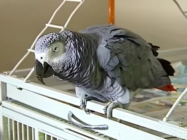 ABŞ-də tutuquşu qatilin tapılmasına kömək edib