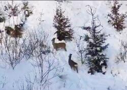 Laçın-Şuşa yolunda möhtəşəm görüntü: qar üstündə qaçan cüyürlər - <span class="color_red">VİDEO</span>