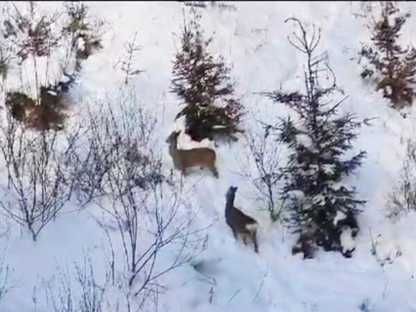 Laçın-Şuşa yolunda möhtəşəm görüntü: qar üstündə qaçan cüyürlər - <span class="color_red">VİDEO</span>