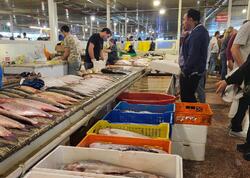 Balıq bahalaşdı - Levrək 20, çupra 18 manat...