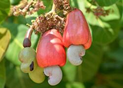 Hər kəsin sevərək yediyi kaju belə hazırlanırmış - <span class="color_red">VİDEO</span>