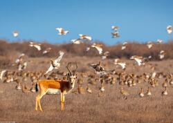 Şirvan Milli Parkından maraqlı <span class="color_red">FOTOlar</span>