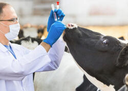 Bu səbəbə görə fövqəladə vəziyyət elan edildi