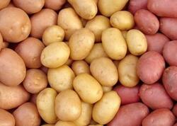 Toxumun qiyməti ikiqat ARTDI - Kartof BAHALAŞACAQ?