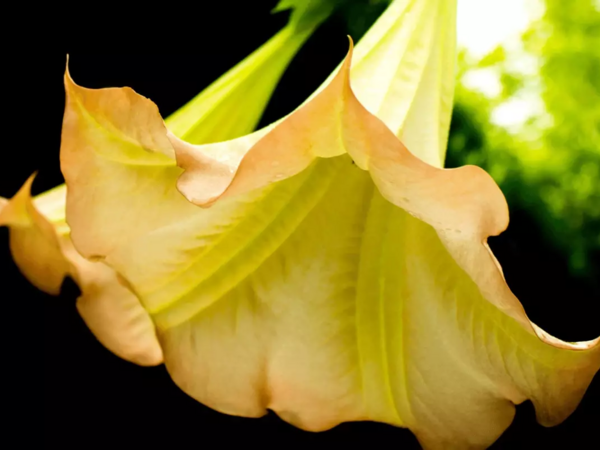 Bu gül iflic və halüsinasiyalara səbəb olur - Epşteyn qurbanlarını bu gül ilə zəhərləyib