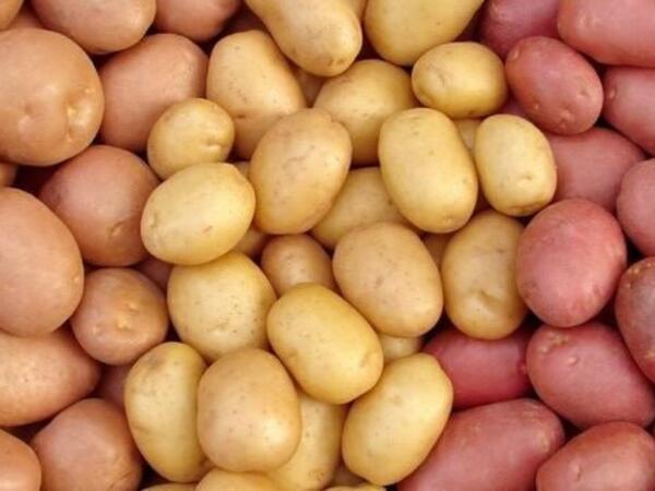 Toxumun qiyməti ikiqat ARTDI - Kartof BAHALAŞACAQ?