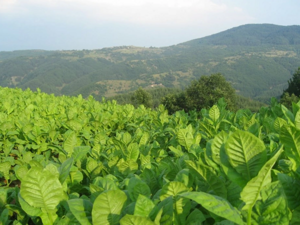 Bu məhsulları satanları 5 min cərimə GÖZLƏYİR