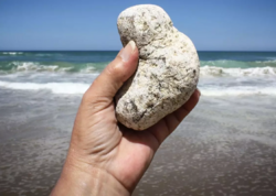 Adi bir daş kimi görünür, sahildə tapan varlanır - <span class="color_red">FOTO</span>