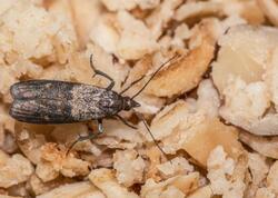 Paxlalıların qurdlamasını evdəki tək məhsulla önləyin