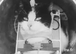 Felicette - seçimi olmayan kosmos PİŞİYİ - <span class="color_red">VİDEO</span>