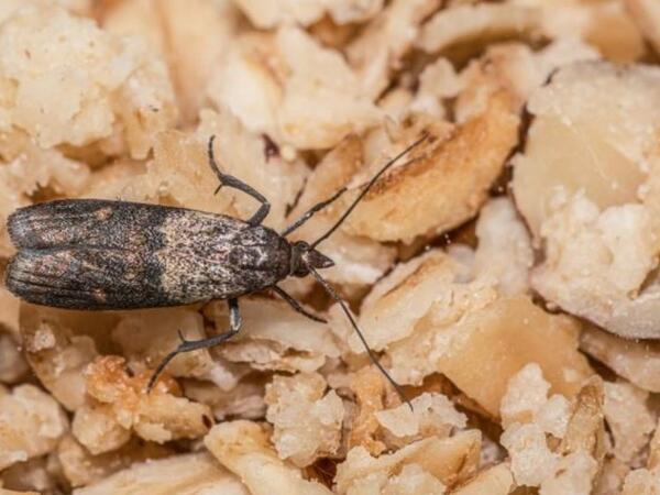 Paxlalıların qurdlamasını evdəki tək məhsulla önləyin